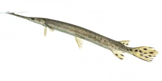 A long, thin fish against a white background lifts its long nose above the water.