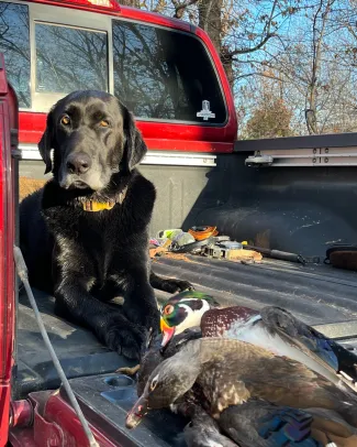 black lab with ducks