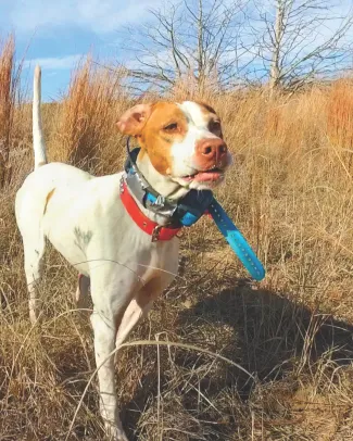 dog hunting in a field