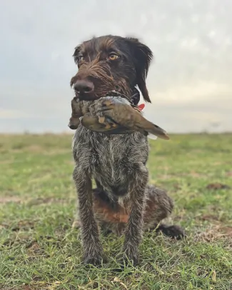 dog holding a dove