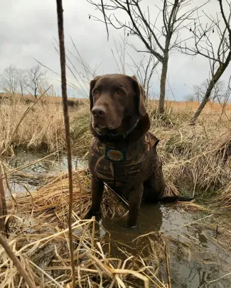 brown lab