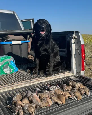 black lab with doves