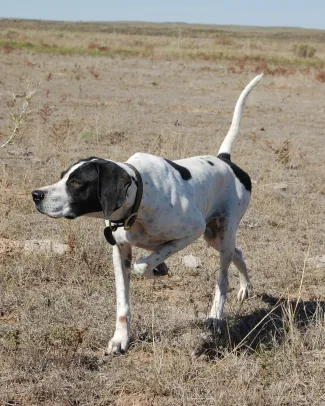 pointer dog