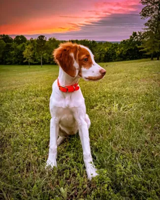 dog with sunset in the background