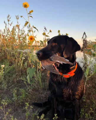 lab with dove in it's mouth