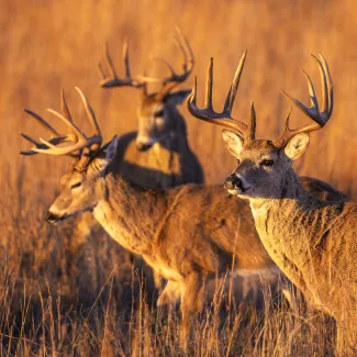 A trio of Oklahoma whitetail bucks stand side by side.