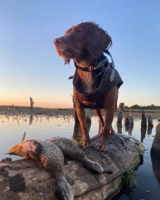 dog sitting on a log with ducks