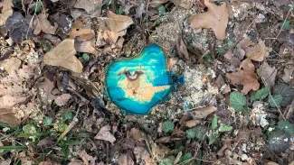 A stump sprayed with a blue herbicide as seen from above surrounded by fallen leaves.