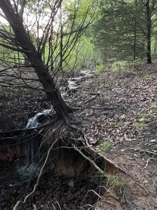 A tree with sign of erosion.