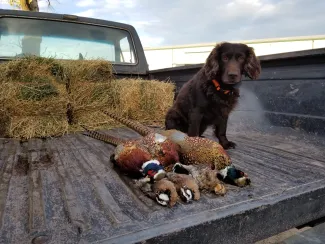 dog w pheasants