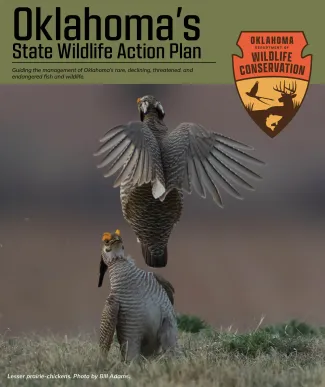 A draft cover to a planning document showing two grouse fighting with one on the ground and one in the air flapping its wings.