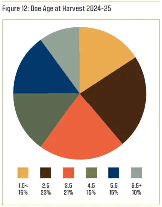 Figure 12: Doe Age at Harvest 2024-25
