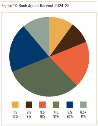 Figure 13: Buck Age at Harvest 2024-25