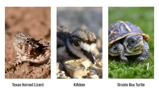 A collage of three photos showing a young Texas horned lizard, killdeer, and box turtle.