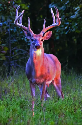 A white tail buck stands proudly and looks at the camera.