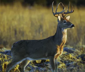 A whitetail buck is standing at attention towards the right.