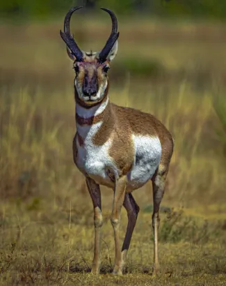 An Oklahoma prongorn stands on a field looking towards the camera.
