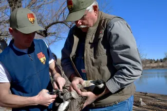 Two men hold a small goose as it is banded with an identification band. 