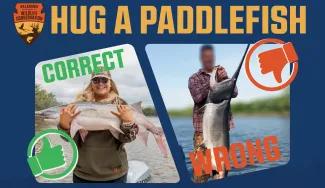 A graphic showing the correct and incorrect ways to hold a paddlefish.