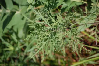 A close-up photo of ragweed.