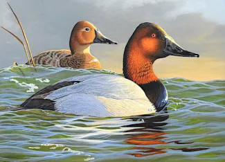 OK duck stamp winner 26 27 caleb metrich lake tomahawk WI