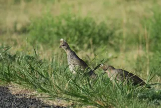 A couple of scaled quail are looking for bugs in the grass.