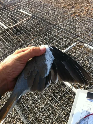 A biologist hold a white-winged dove and is showing the white behind the bird's wing.