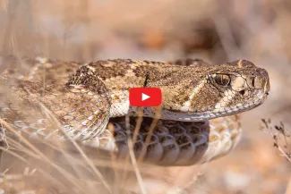 A tan and brown snake is coiled just above brown vegetation.