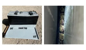 Side-by-side images showing the roost panels and Yuma bats using the panels after installation.