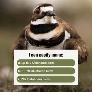 An image of a killdeer with a text box prompt "I can easily name"