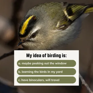 An image of a golden-crowned kinglet with a text box prompting "My idea of birding is"