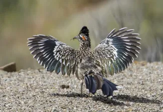 A greater roadrunner spreads their wings while snacking on a bug.