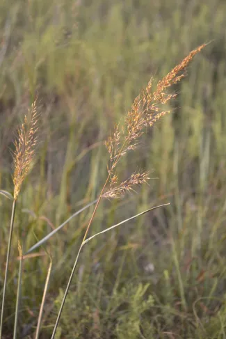 Indian grass heavy with seeds.