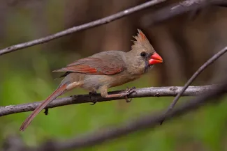 A grayish red bird with a large orange bill perches on a small branch.
