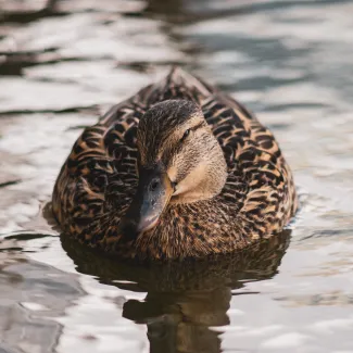 A duck sits centered on a glossy water background.