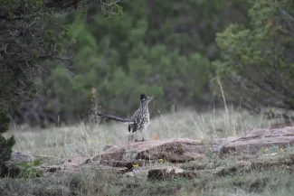 A roadrunner stands on a rocky surface.