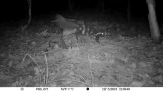 A Plains spotted skunk is seen on a trail cam climbing a rock.