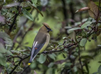 Cedar waxwing perched on a limb