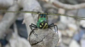 A green dragonfly rests on a piece of wood.