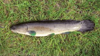 A bowfin is lying on grass.