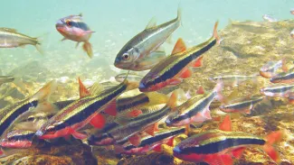 A group of cardinal shiners are striking with red bellies, black striped side, and silver top.