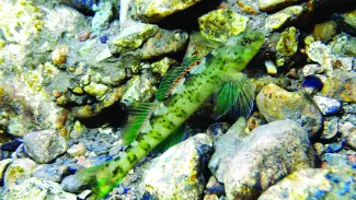 A greenside darter rests atop rocks. The fish is tinted green with a darker green on the fins.