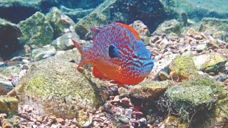 A vibrant blue and orange male longear sunfish is more colorful during spawning season. 