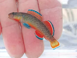 A vibrant orangebelly darter rests gently on top of fingers. The darter has blue, orange, white and yellow fins.