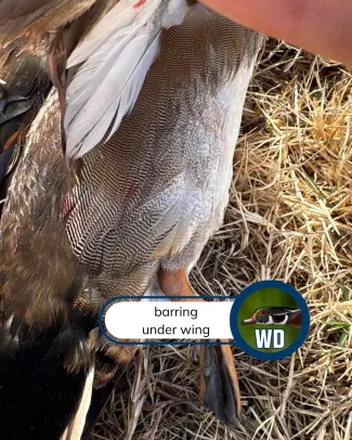 A view of barred feathers under the wing of a mallard - wood duck hybrid duck.