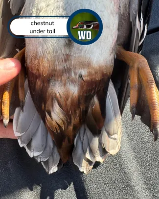 A view of the undertail of a mallard - wood duck hybrid duck. 
