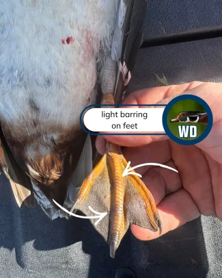 A view of a mallard - wood duck hybrid duck foot showing light barring and pale webbing. 