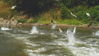 Invasive carp are photographed flying through the air.