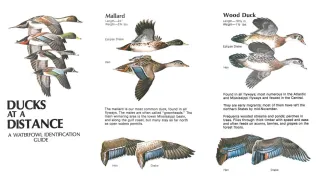 The cover page and two internal pages showing duck identification tips from "Ducks at a Distance."