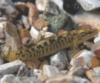 A fantail darter is photographed resting on small rocks in clear water.